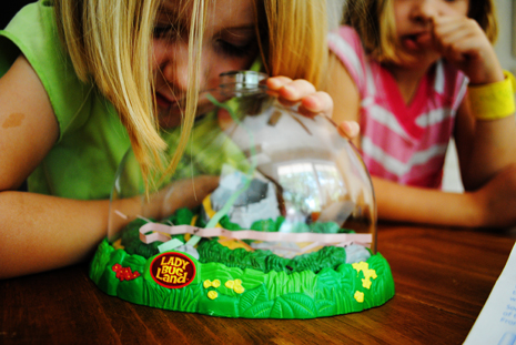 DSC_0296 ladybug life cycle