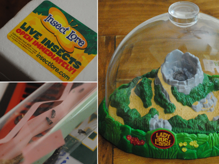 kit ladybug life cycle