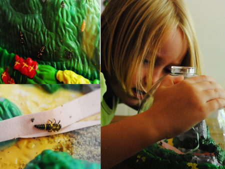 ladybuggrow ladybug life cycle