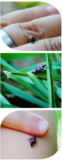 ladybugrelease raising ladybugs