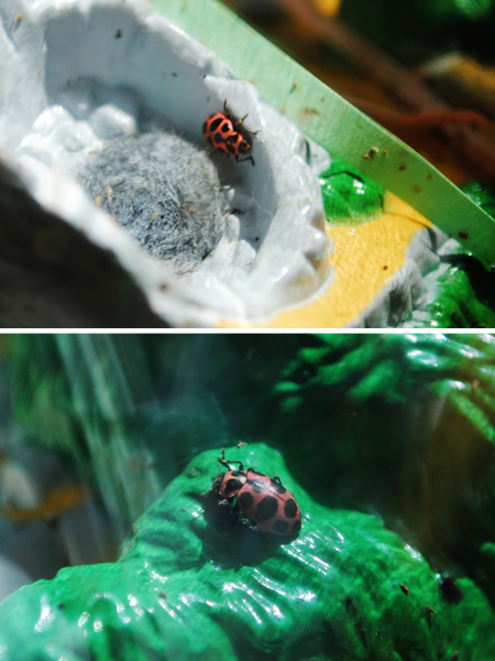 ladybugs growing ladybugs