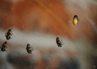 pupainprogress Ladybug Pupa
